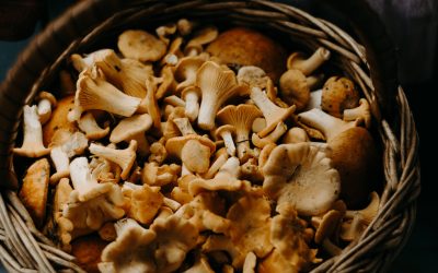 basket of mushrooms | Mushrooms during pregnancy: what is safe?