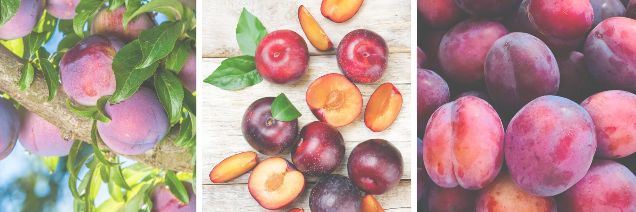 The Ultimate Guide to Plums During Pregnancy The Prenatal Nutritionist